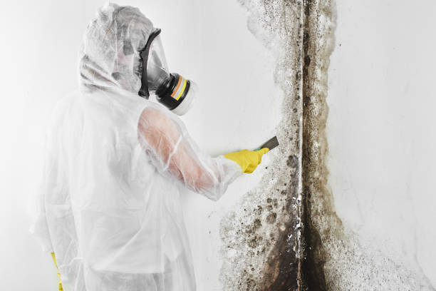 Trusted Fobes Hill, WA Mold Remediation Experts