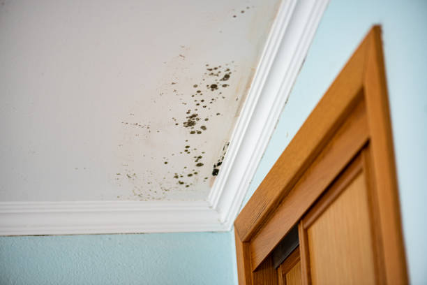 Best Commercial Mold Remediation in Fobes Hill, WA